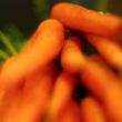 Hideg sárgarépa-krémleves tejföllel Hideg sárgarépa-krémleves tejföllel