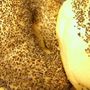 Pulykás, camembertes és áfonyás bagel Pulykás, camembertes és áfonyás bagel