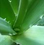 Aloe Vera: bel�lr�l